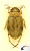 Nebrioporus canaliculatus